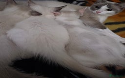 Ragdoll cats for sale: 3 Rag Cross Kittens - Image 2