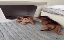 Abyssinian cats for sale: Champion Line Abyssinian Kittens - Reserve Today! - Image 19