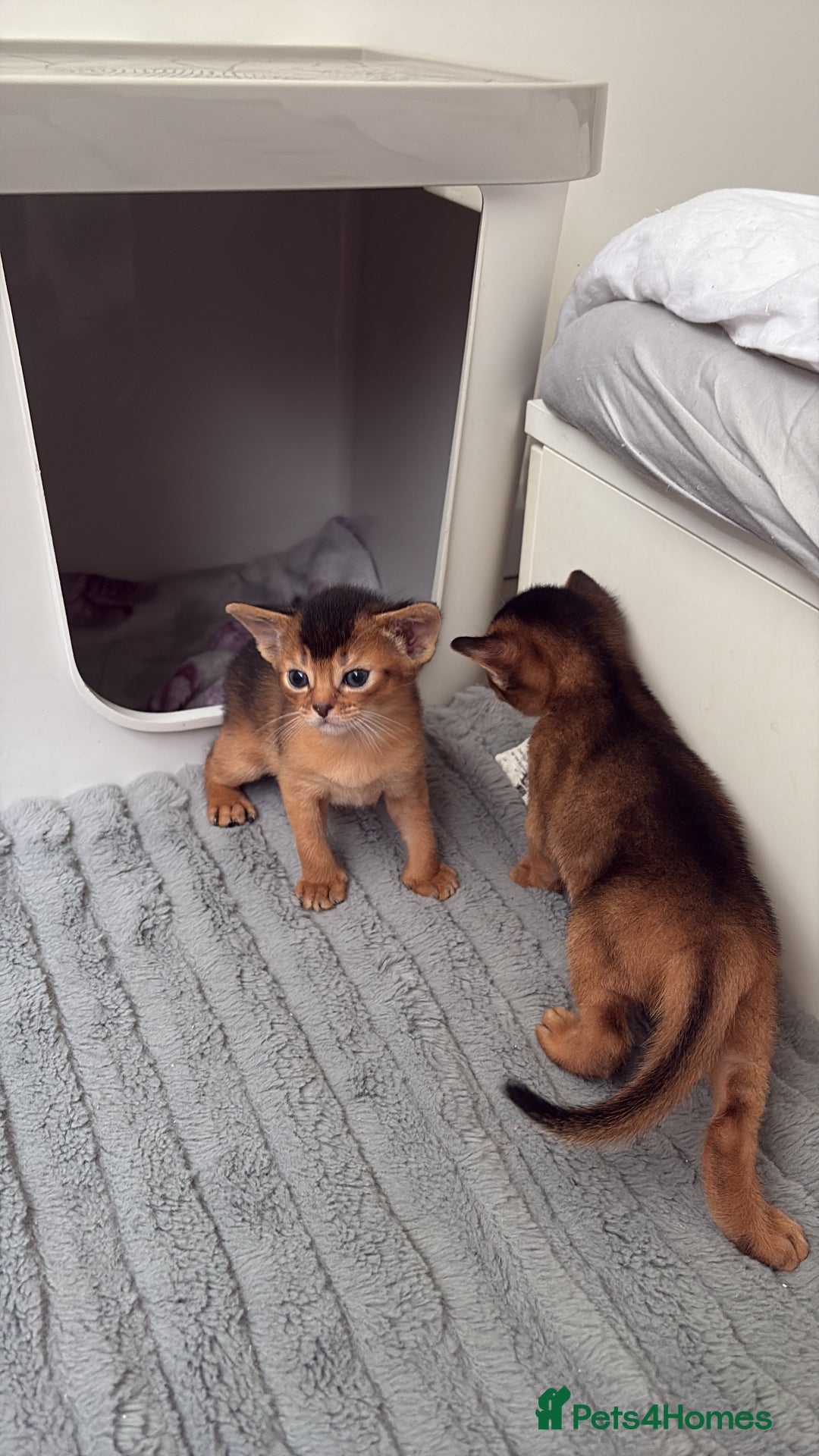 Abyssinian cats for sale: Champion Line Abyssinian Kittens - Reserve Today! - Image 19