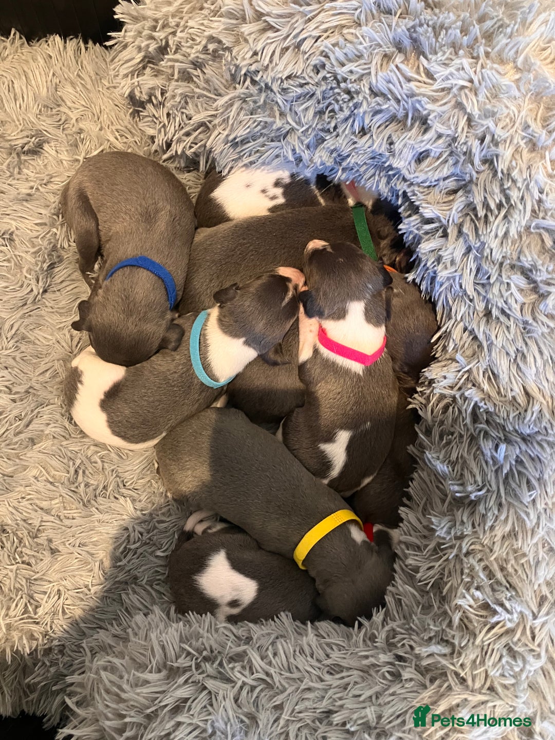 Whippet dogs for sale: Beautiful whippet puppies  - Advert 2