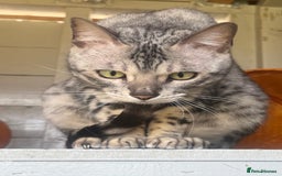 Bengal cats for sale: Beautiful Silver Retired Bengal Queen TICA Reg  - Image 5