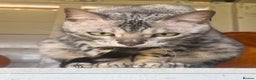 Bengal cats for sale: Beautiful Silver Retired Bengal Queen TICA Reg  - Advert 5