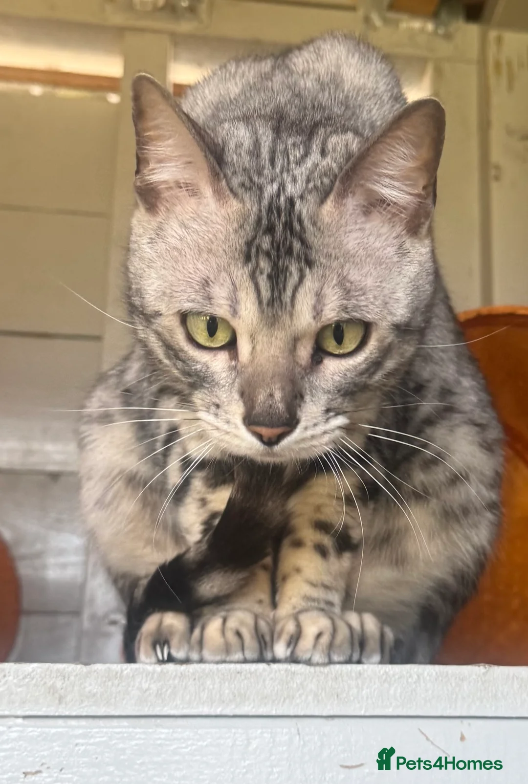 Bengal cats for sale: Beautiful Silver Retired Bengal Queen TICA Reg  - Advert 5