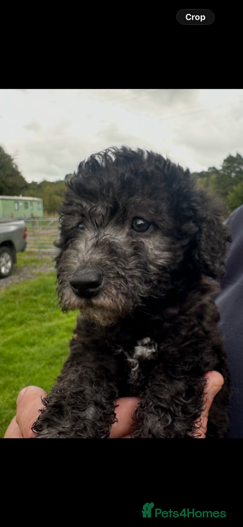 Bedlington Terrier dogs Bedlington puppies old fashioned line - Advert 2