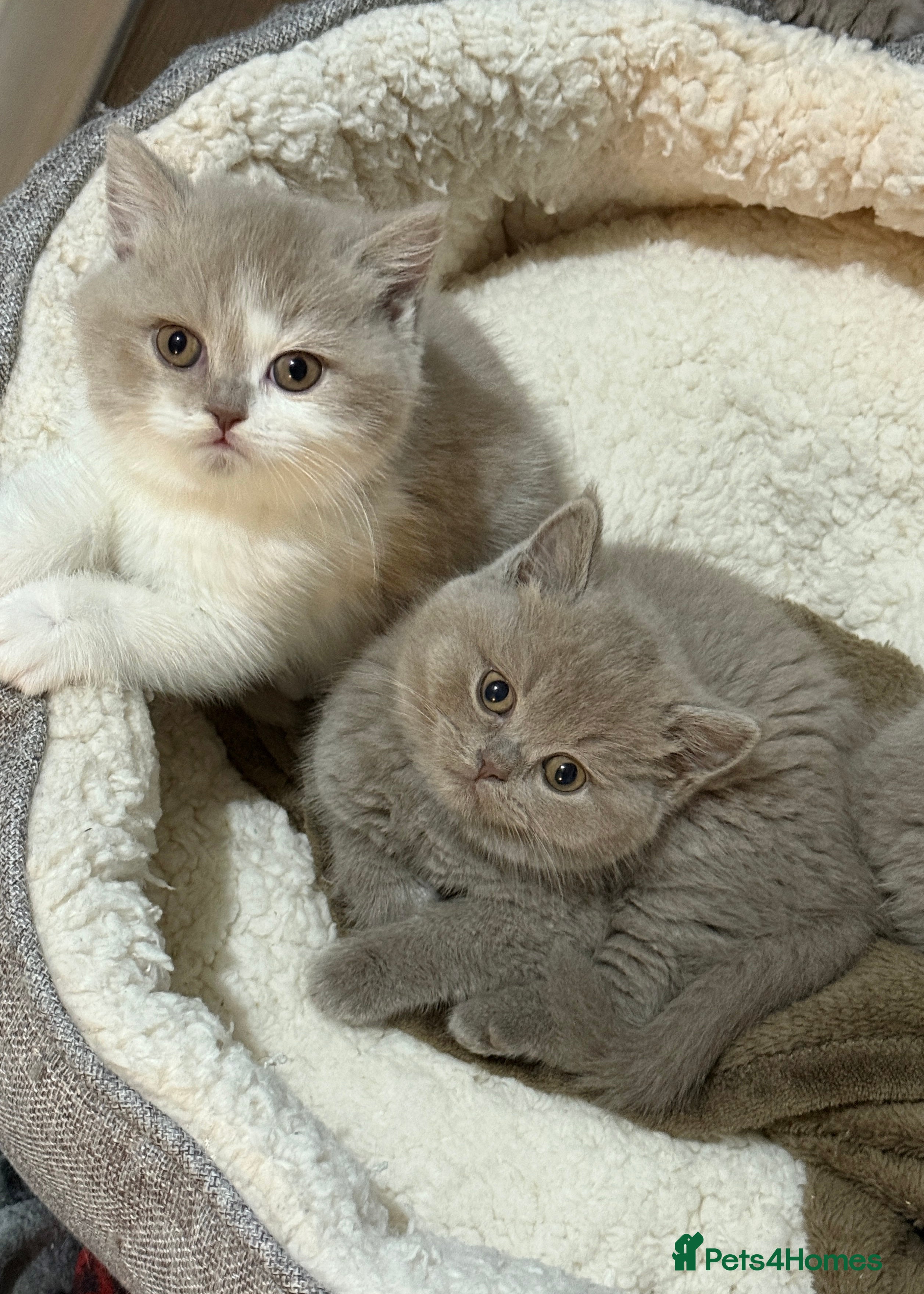 British Shorthair cats  British short hair Kittens – Waiting List Open ✨ - Advert 1