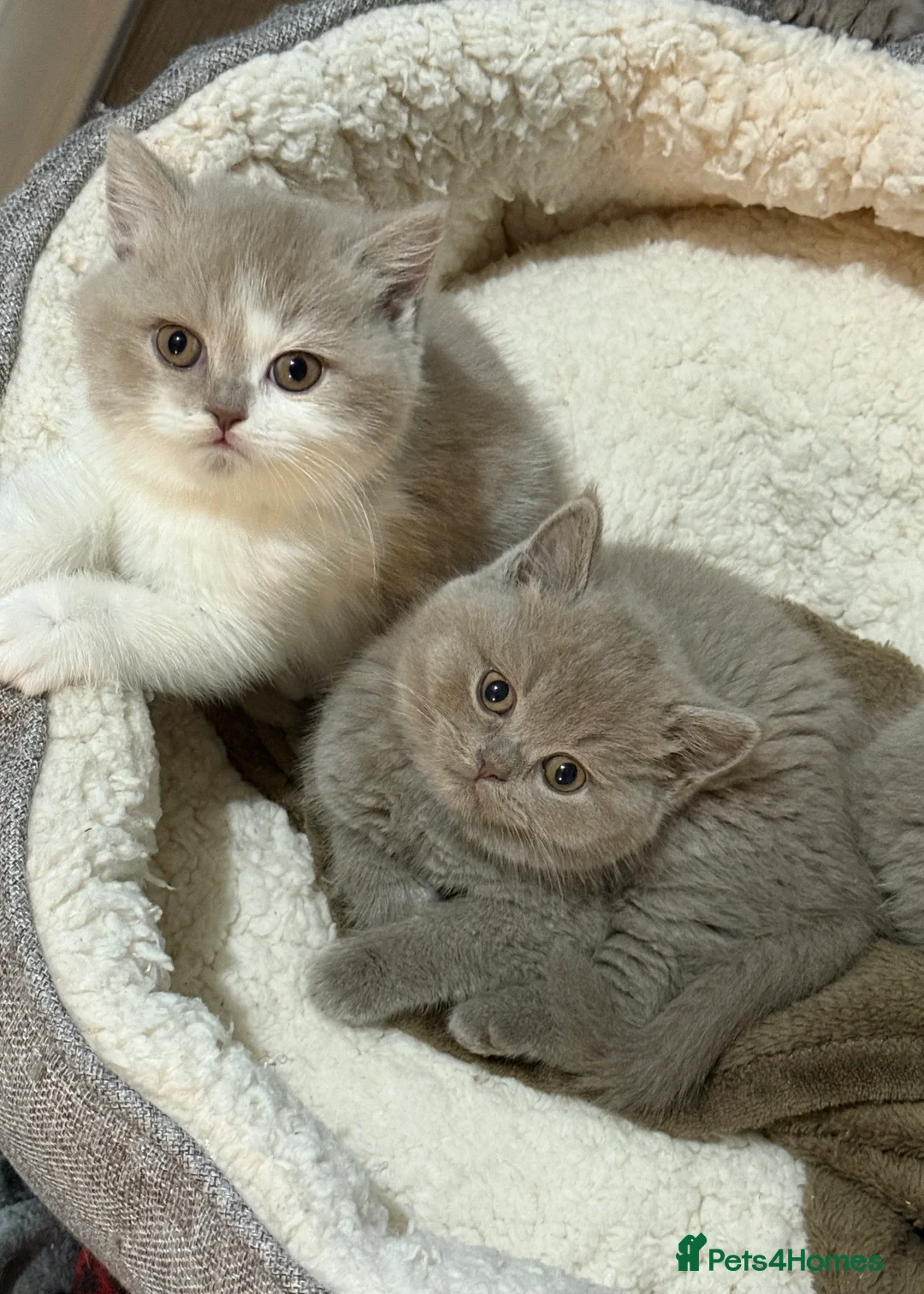 British Shorthair cats for sale:  British short hair Kittens – Waiting List Open ✨ - Advert 1