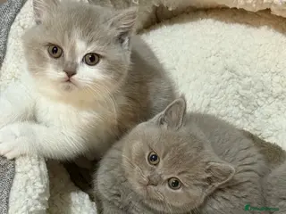 British Shorthair cats British short hair Kittens – Waiting List Open ✨ - Advert 5