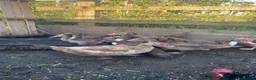 Ducks poultry for sale: Chocolate Muscovies  - Advert 3