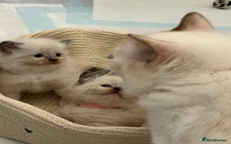 Ragdoll cats for sale: Ragdolls kittens 2 girls & 3 boys  - Image 29