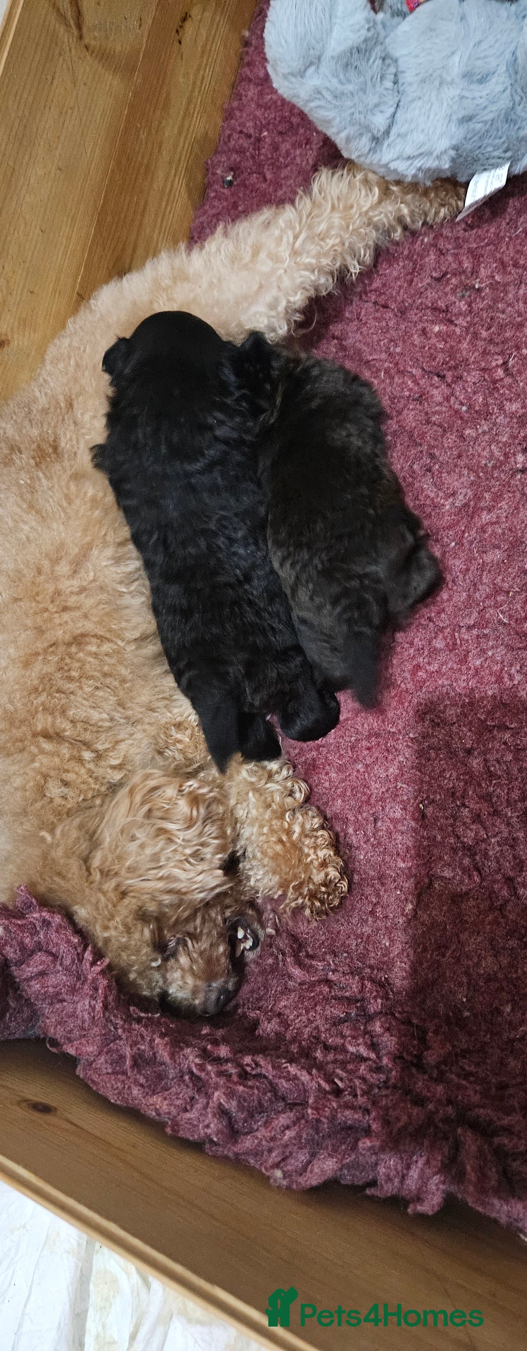 Pomapoo dogs for sale: Pompoo puppies  - Image 8