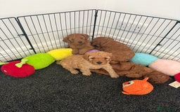 Cockapoo dogs for sale: Cockapoo puppy’s  - Image 7
