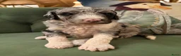 Bernedoodle dogs for sale: F1b Bernedoodle  - Advert 35