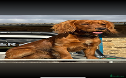 Cocker Spaniel dogs for sale: 3 Red girls looking for home  - Image 14
