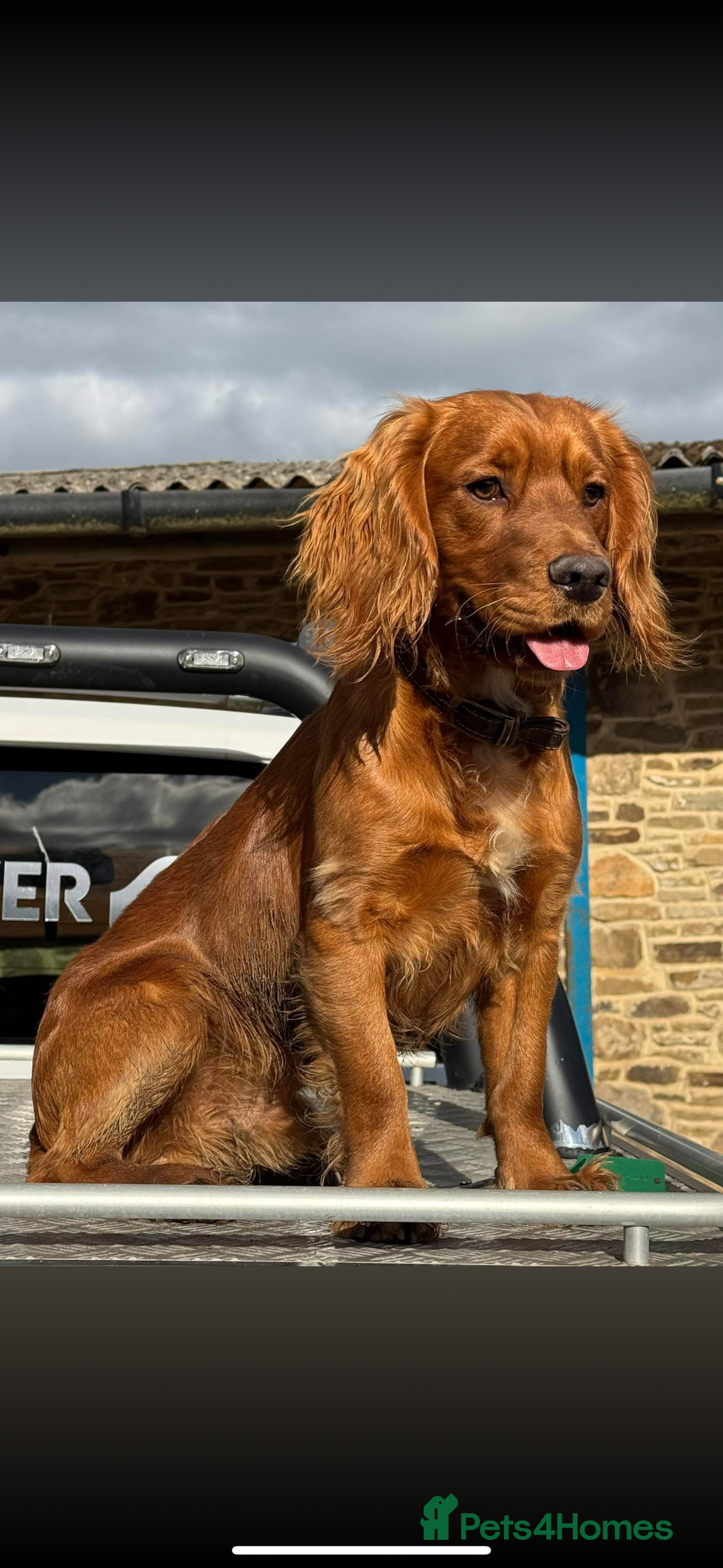 Cocker Spaniel dogs for sale: 3 Red girls looking for home  - Image 14