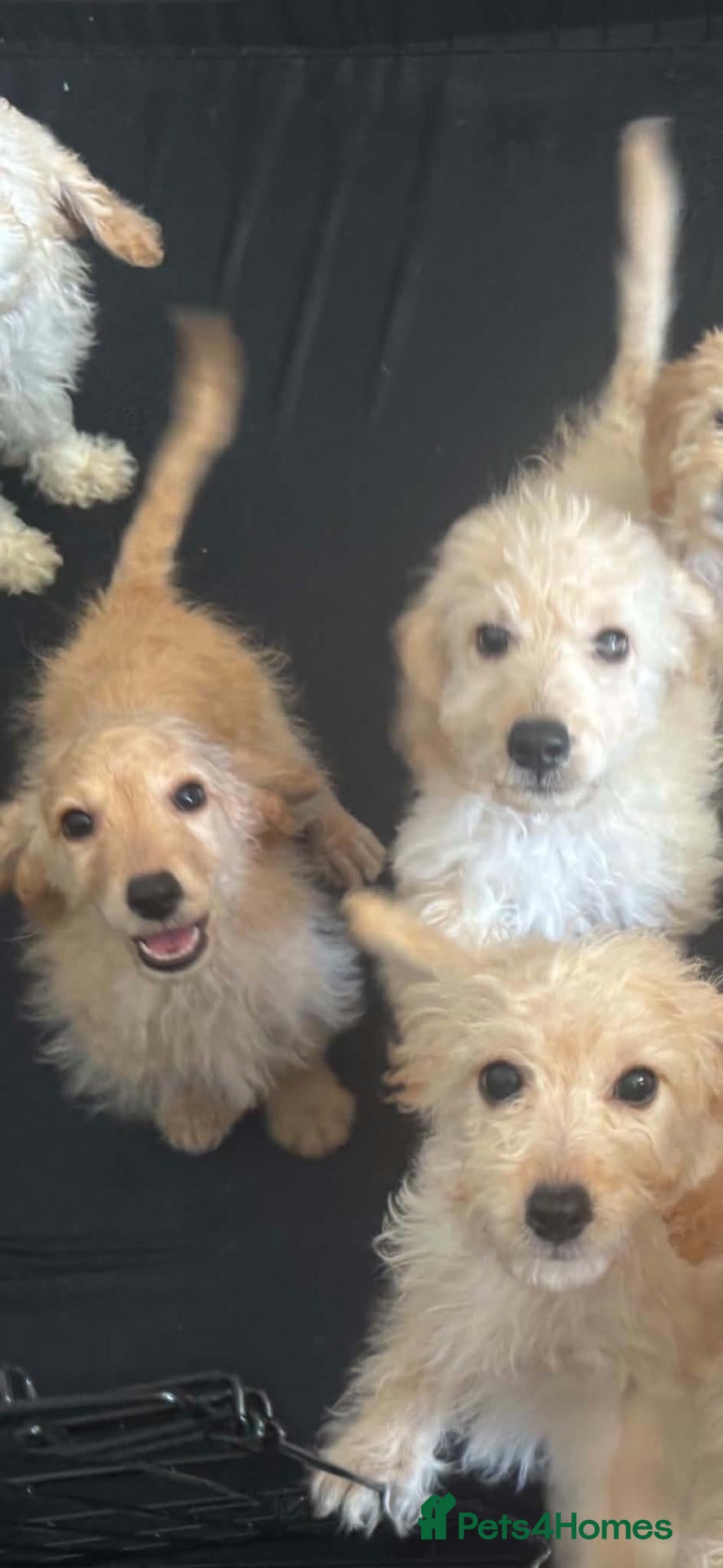 Cockapoo dogs 12 week old cockapoo puppies - Advert 2