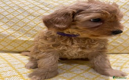 Maltipoo dogs for sale: 💖BEAUTIFUL LICENSED-BRED MALTIPOOS 💖 - Image 19