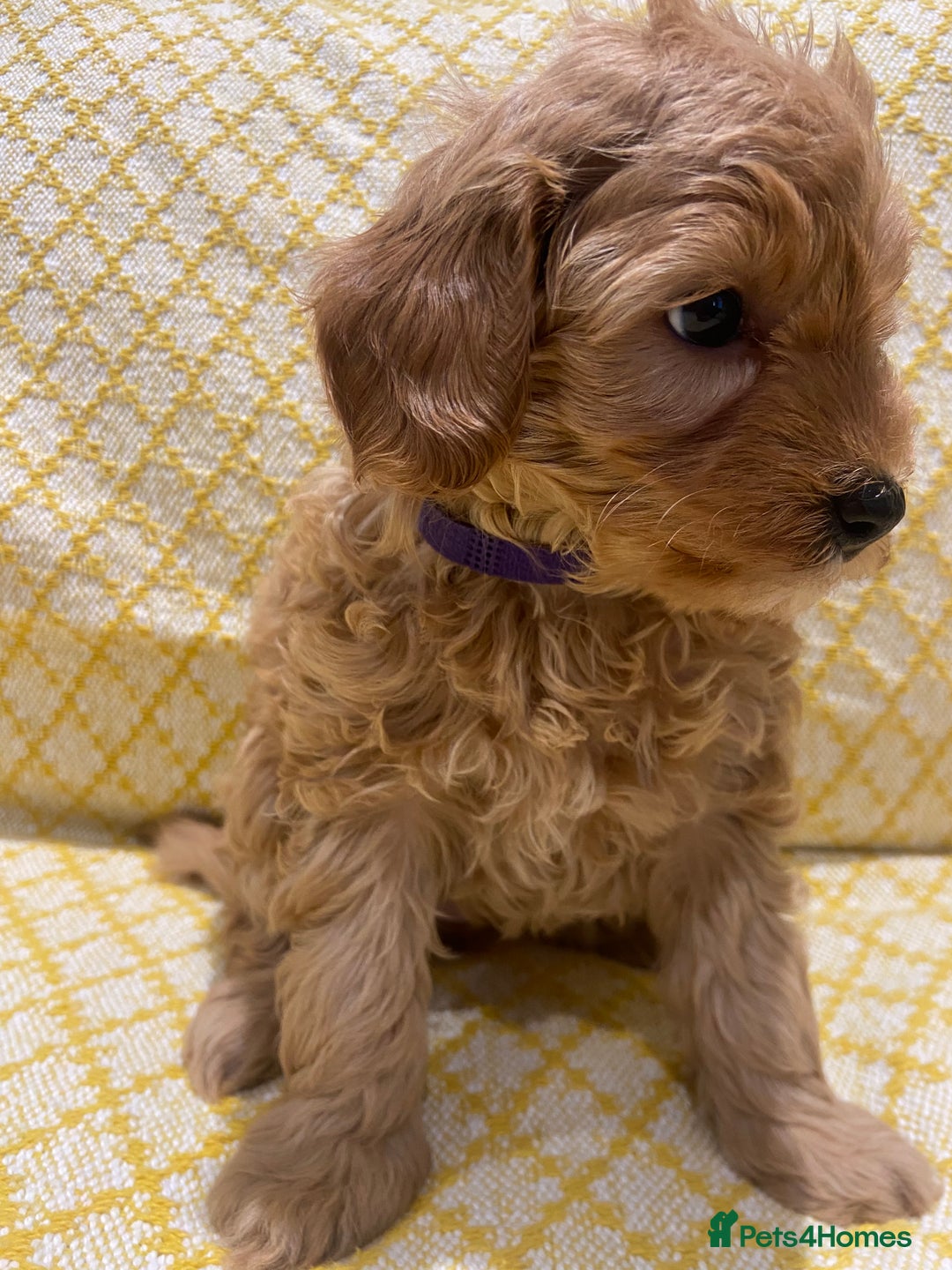 Maltipoo dogs for sale: 💖BEAUTIFUL LICENSED-BRED MALTIPOOS 💖 - Image 19