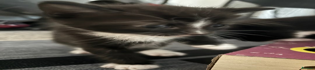 Whippet