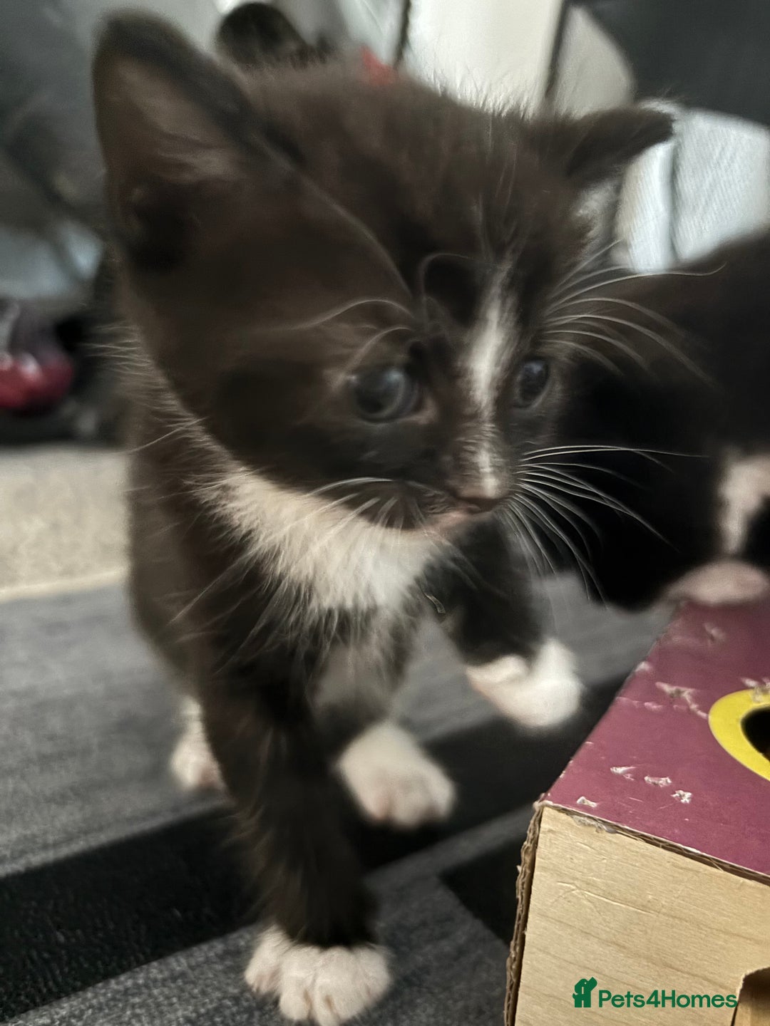 British Longhair cats for sale: Three adorable kittens  - Image 26