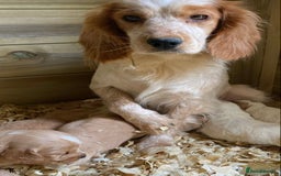 Cocker Spaniel dogs for sale: My pups🐾 fection show type cocker spaniel  - Advert 17