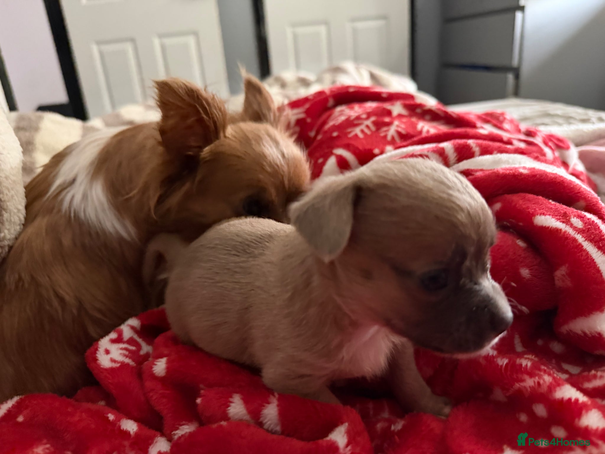 Mixed Breed dogs for sale: bulluahua Puppies  - Advert 5