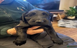Flat coated Retriever dogs for sale: Flat Coated Retriever Puppies - Image 2