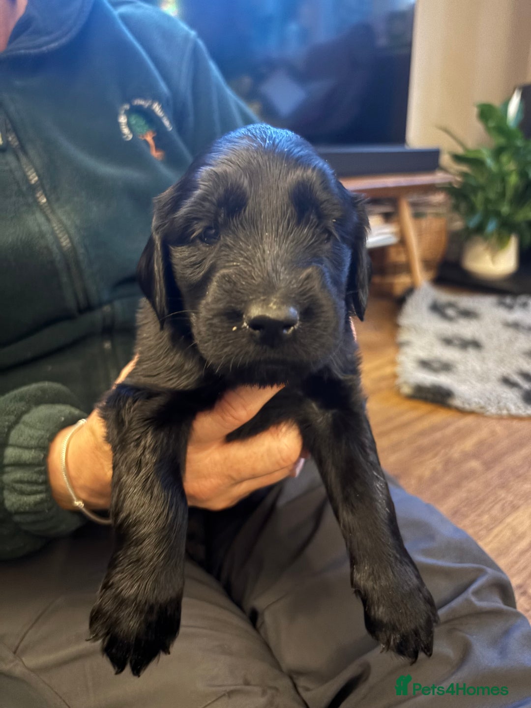 Flat coated Retriever dogs for sale: Flat Coated Retriever Puppies - Image 2