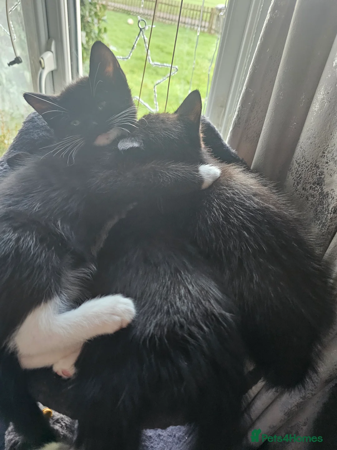 Mixed Breed cats for sale: Beautiful kitten ready now - Advert 2