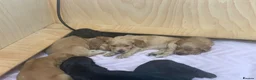 Cocker Spaniel dogs for sale: Beautiful pedigree English show cocker puppies 🐾 in Knutsford - Advert 11
