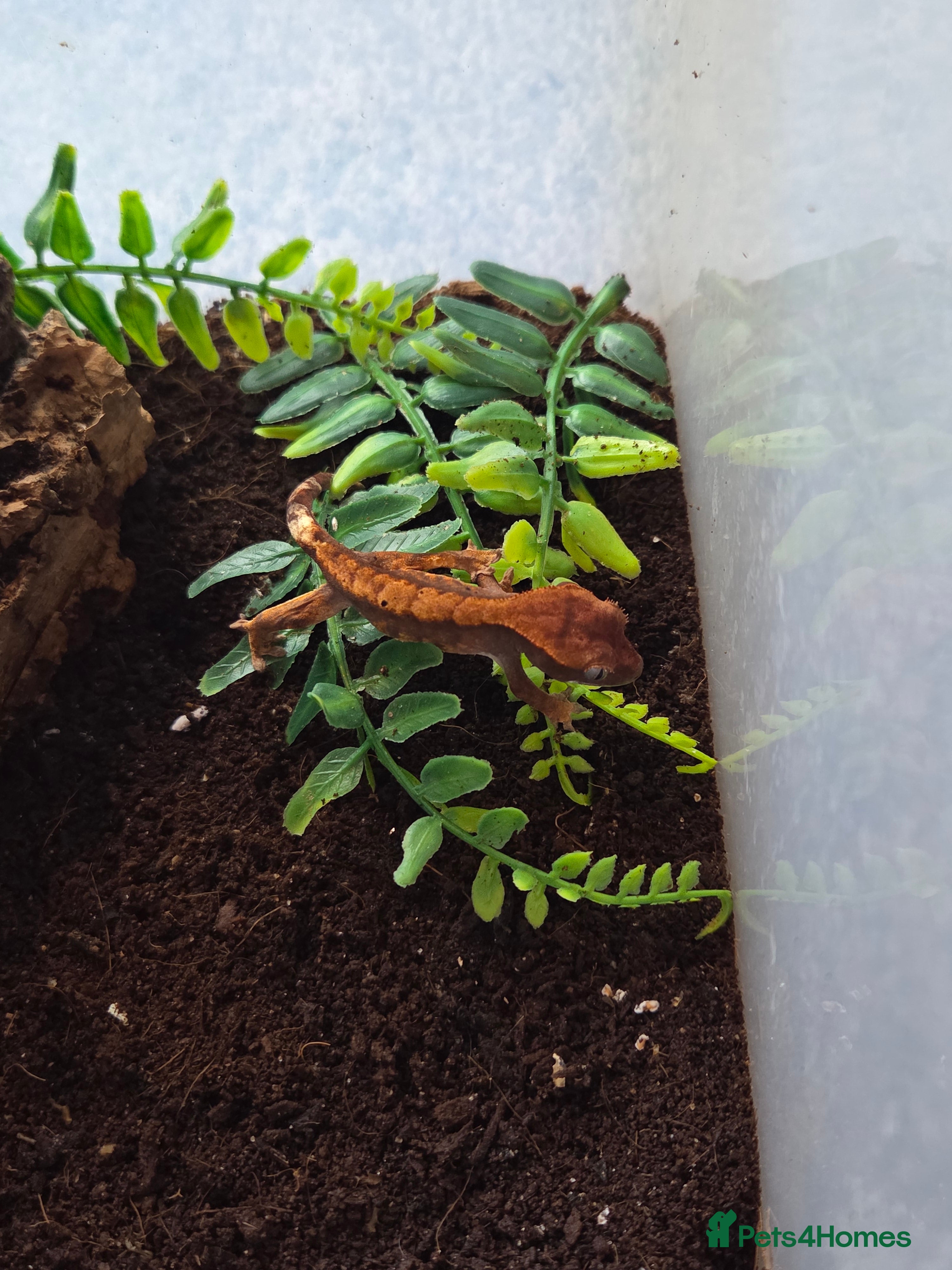 Gecko reptiles Baby crested gecko - Advert 2