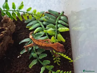 Gecko reptiles Baby crested gecko - Advert 2