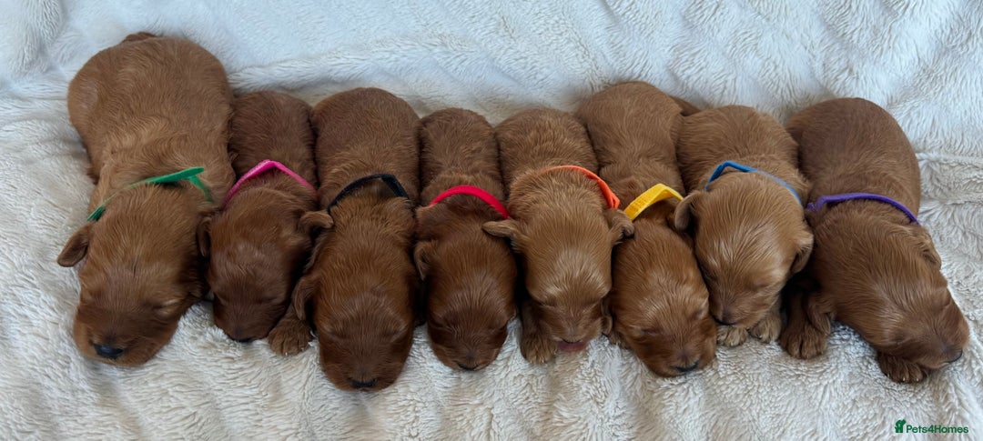 Cavapoo dogs for sale: Beautiful Red F1b Cavapoo Puppies - Image 16