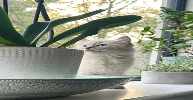 Ragdoll cats - Advert 3