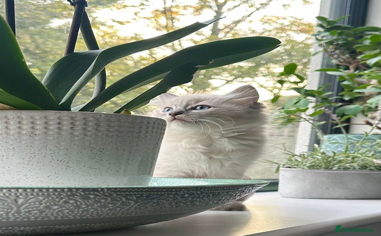 Ragdoll cats - Advert 13