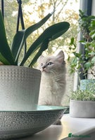 Ragdoll cats - Advert 2