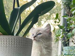 Ragdoll cats - Advert 27