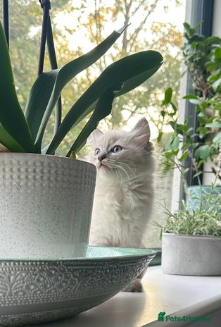 Ragdoll cats - Advert 13