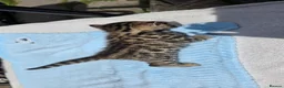 Bengal cats for sale: Beautiful Purebred Bengal Kittens Ready Soon - Advert 7