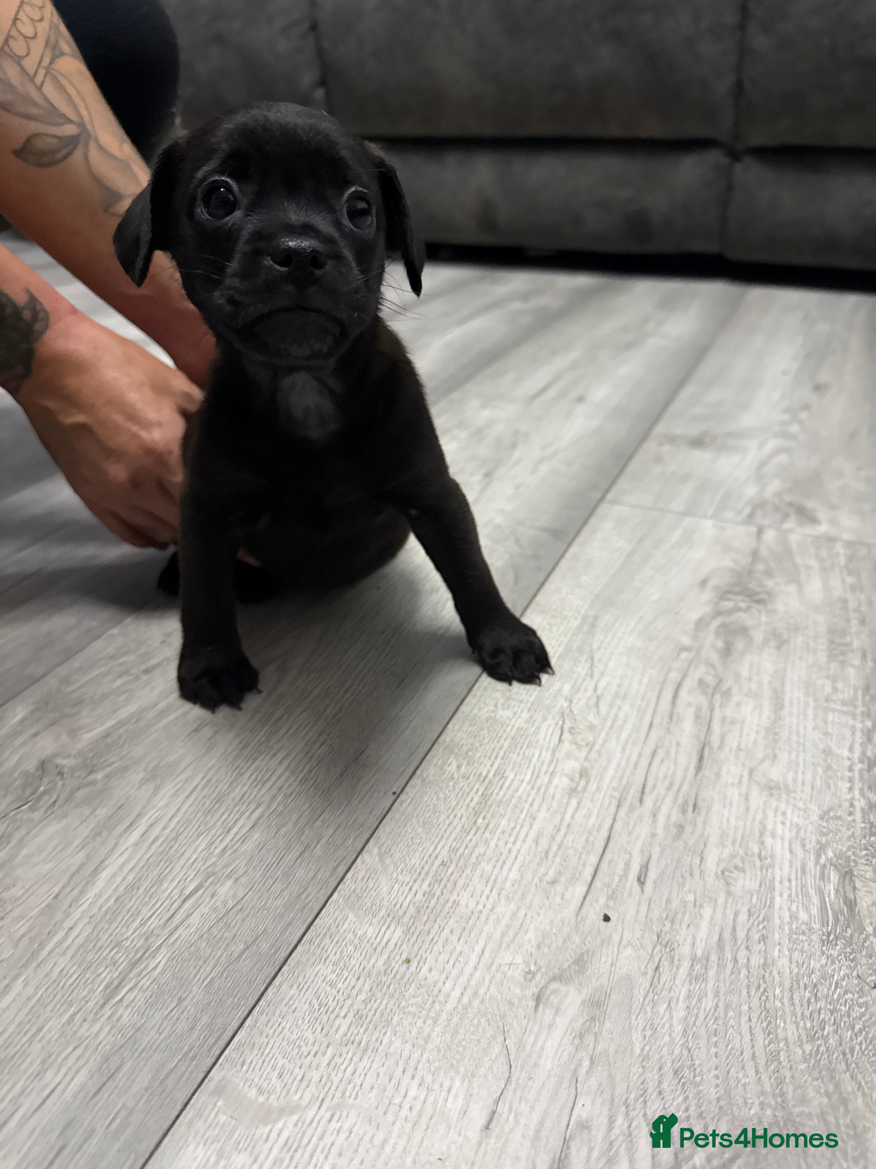 Mixed Breed dogs French bulldog x cockapoo - Advert 2
