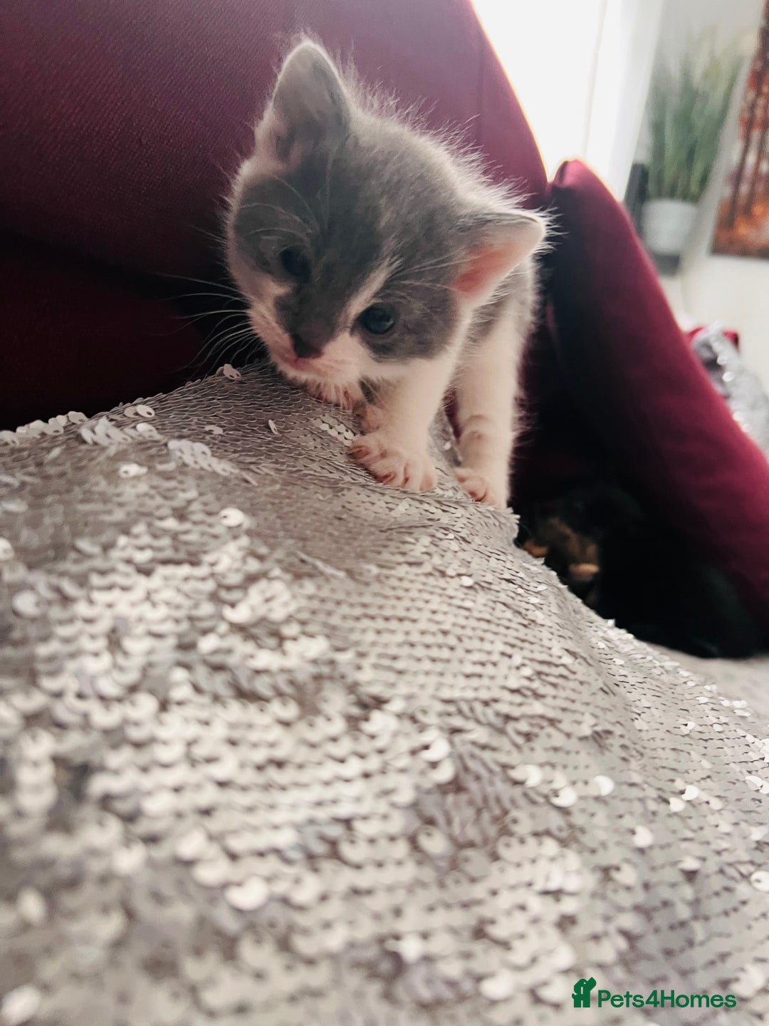 Mixed Breed cats for sale: Calico British Kittens – Home Raised – £350 Each - Advert 12