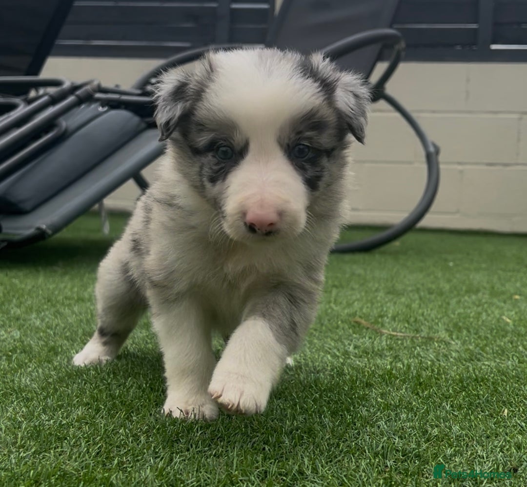 Border Collie dogs for sale: Beautiful border collie puppies❤️ - Image 6