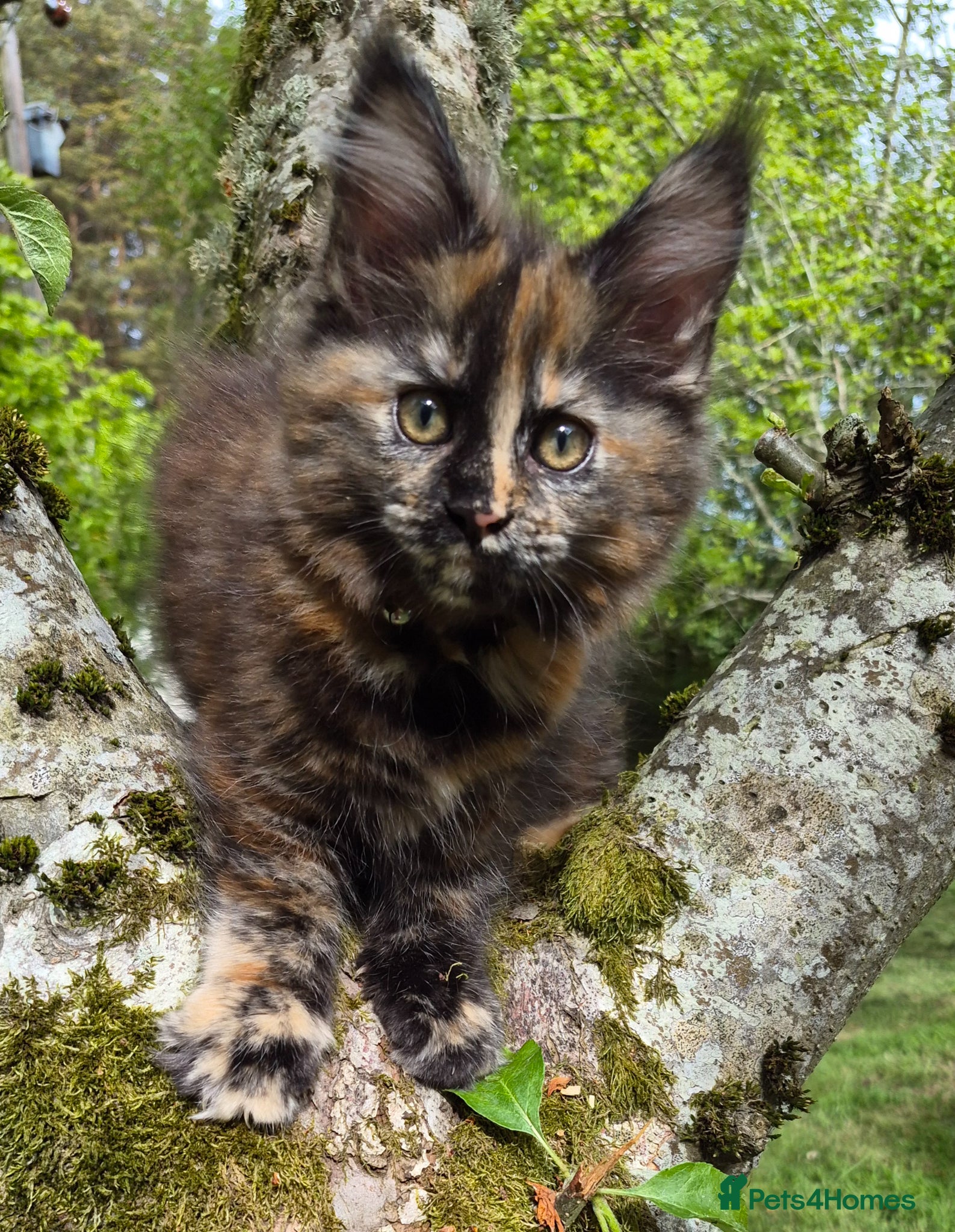 Maine Coon cats XL maine coon kittens for sale  - Advert 15