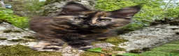Maine Coon cats for sale: XL maine coon kittens GCCF  - Advert 9