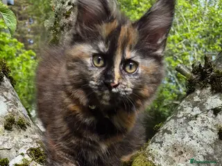 Maine Coon cats XL maine coon kittens for sale - Advert 15