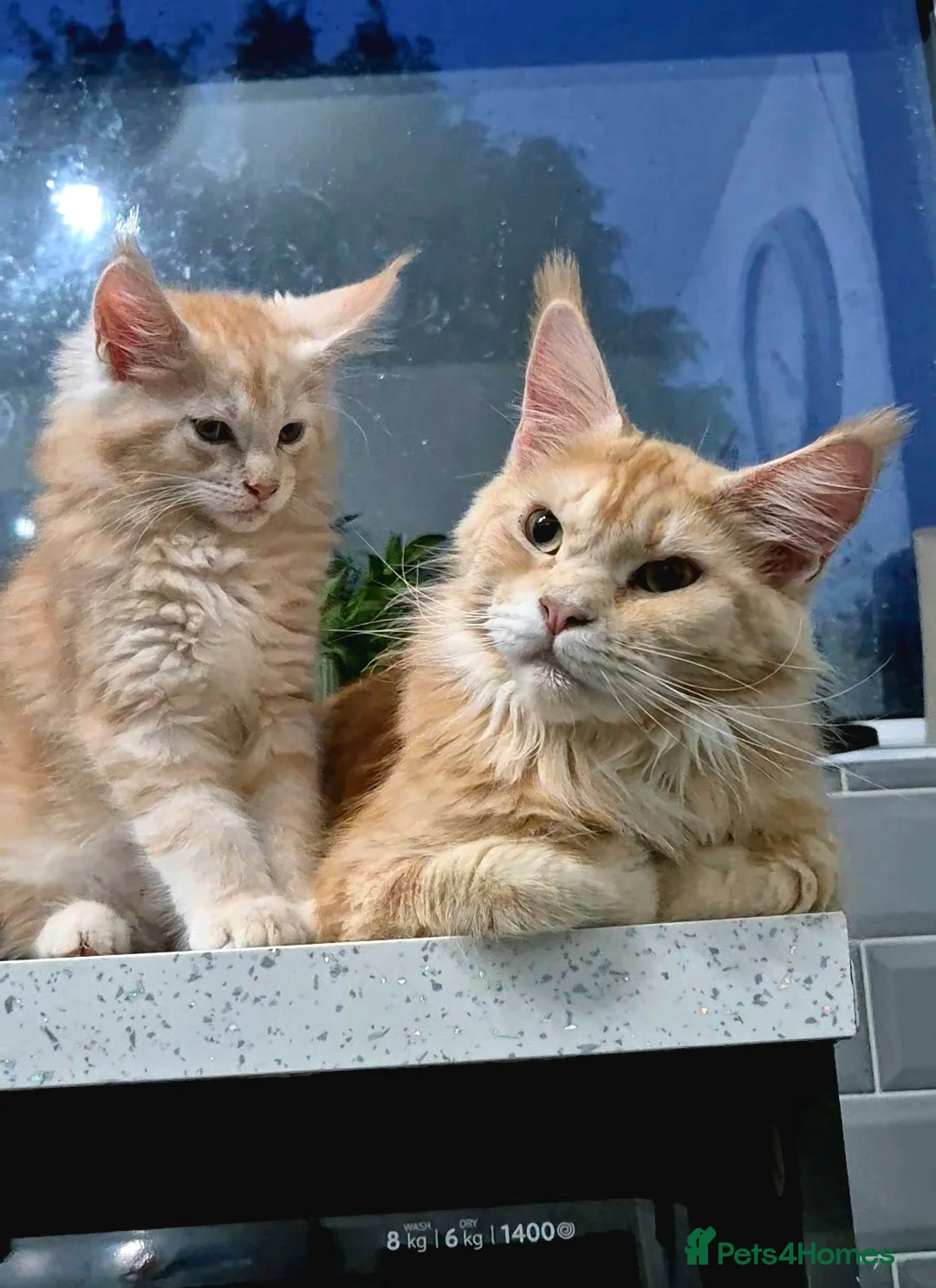 Maine Coon cats for sale: Beautiful Maine Coon boys . - Advert 14