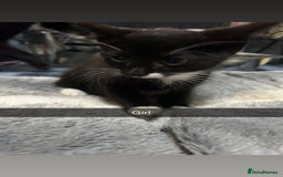 Mixed Breed cats for sale: 6 beautiful babies  - Image 6