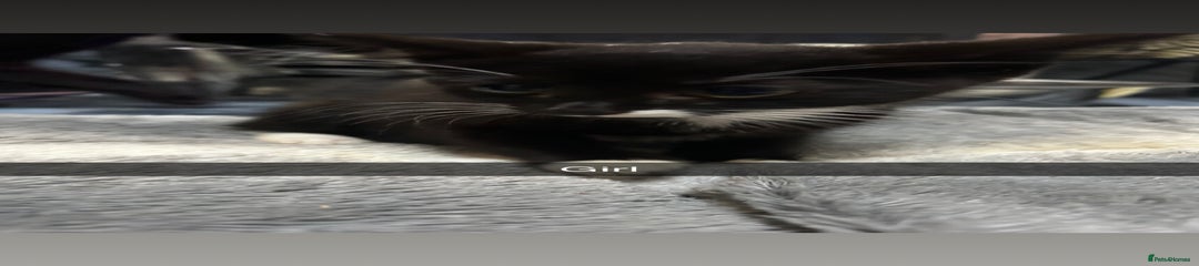 Mixed Breed Kitten 5