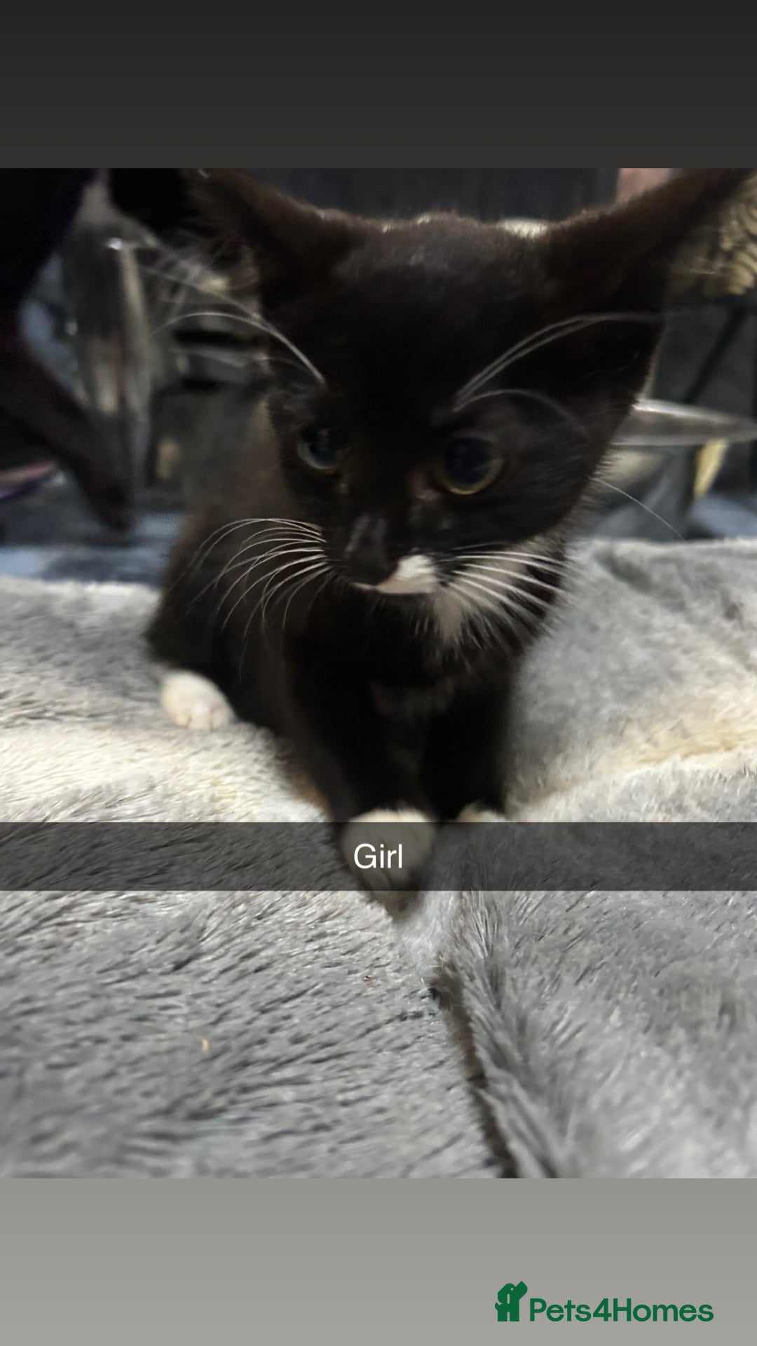 Mixed Breed cats for sale: 6 beautiful babies  - Image 6