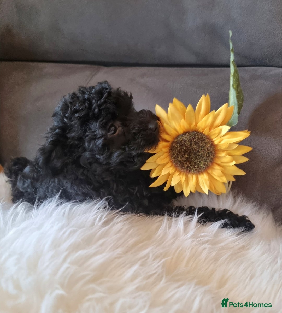 Cockapoo dogs for sale: Adorable best friend pups, sold fully vaccinated - Advert 14