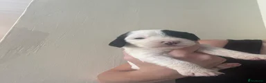 Cockapoo 2